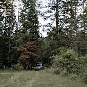 forest