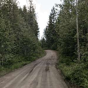 forest