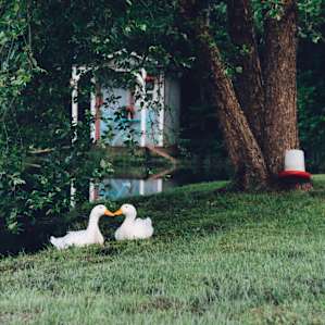 animal ducks