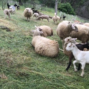 I loved being able to pet all of the animals on the farm! They were so cute!