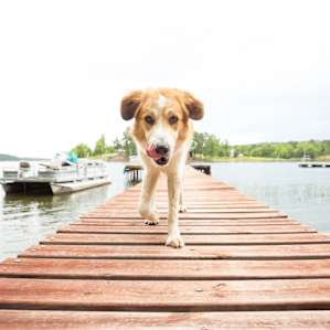 Dock dog :)