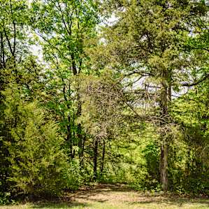 There were beautiful trees surrounding the property and trails back into the woods to explore!