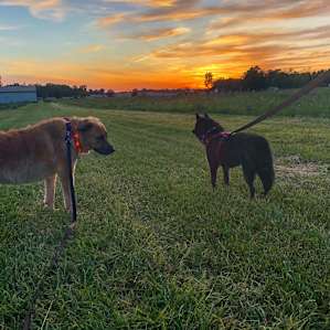 The dogs loved it here! Lots of new smells and plenty of space to walk around after a long day in the car.