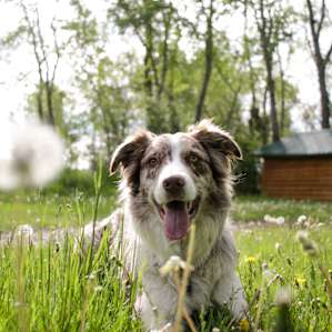 dog animal