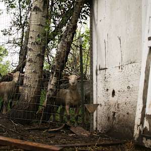 sheep aniimal