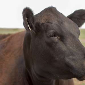 Udder Joy and Milkiness