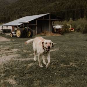 dog animal