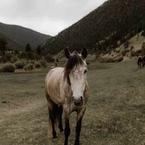 mountain horse animal