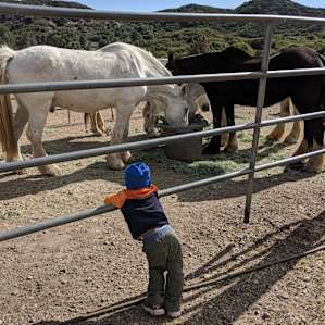 Mustang Ranch Camp Wild