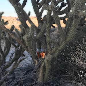 A little cactus libation