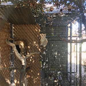 Ruth the barn owl at the Devils Punchbowl County Park