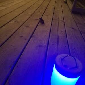 Cute frog stopped by the kitchen for a late night snack . Lol.