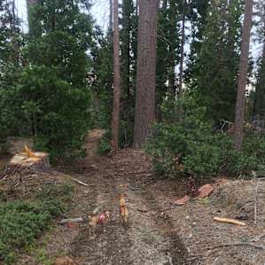 This was literally a trail that went into the Sierra National Park.