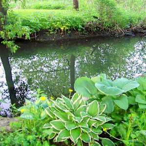 A lazy creek runs through the common park area.