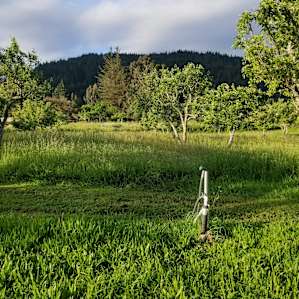 Feisty Dog Orchard