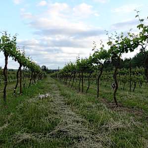 The Vineyard