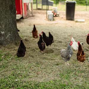 animal chicken