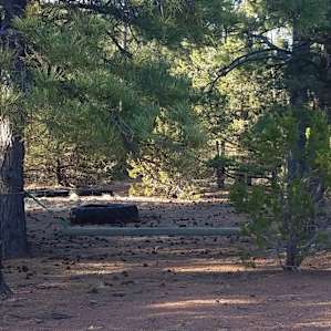 Treehouse Camp: Forest/Desert