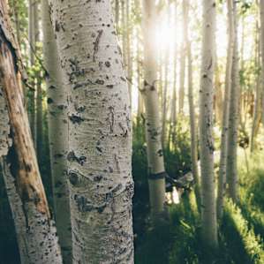 forest sun