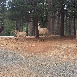 Llama Mamas