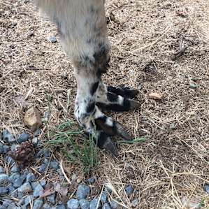 Llama Mamas