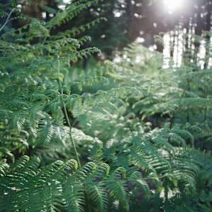 The trail to the tent is lined with thick ferns.