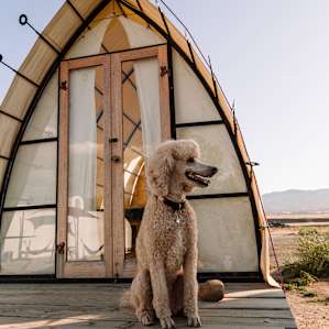 Pepper loved her stay at the Pope's Hut! (Photo by Rachel Heydemann)