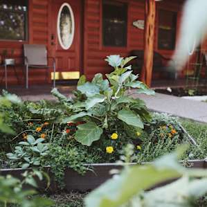 James and his wife are a part of a homesteading community down the road. They had a little garden next to the cabin.