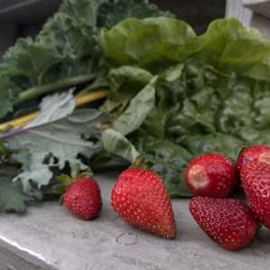 Strawberries and kale from the farm for our salad