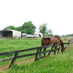This horse definitely chooses the grass on the other side of the fence.