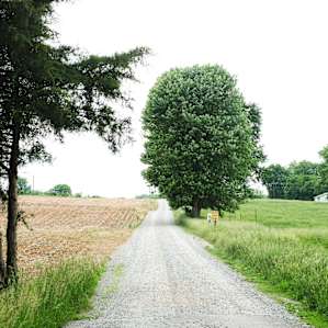 Such a pretty drive in!