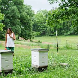 Super protected bee hives.
