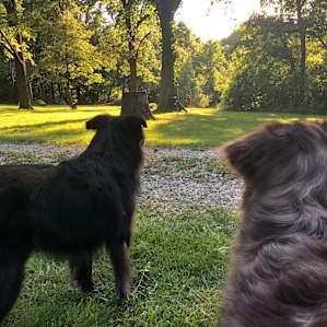 Our dogs enjoyed playing in the field here!