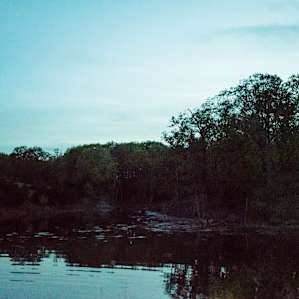 forest water
