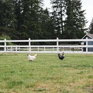 Chickens roam free throughout the property.