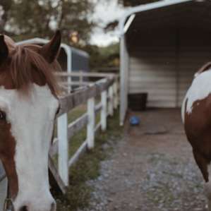 Painted ponies.