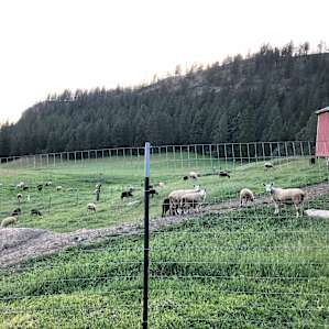 So many sheep!
