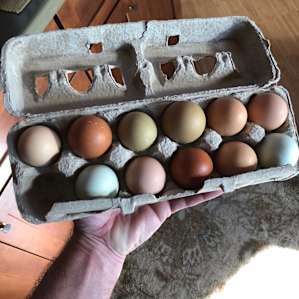 Eggs right from the chickens!
