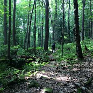 Hickory Creek Wilderness trail