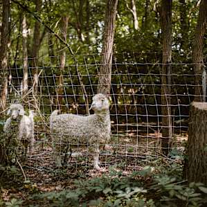forest animal sheep