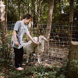 forest animal sheep