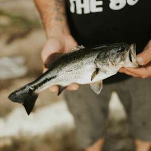 Tons of fish to be caught!