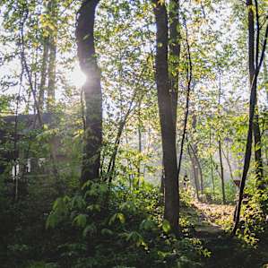 cabin forest sun