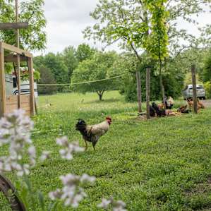 Barn yard animals are abundant