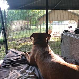 One of our pups welcoming the morning views