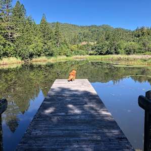 Dock near the pond house