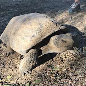 Hanging out with desert tortoises in the camping area.