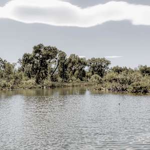 forest water