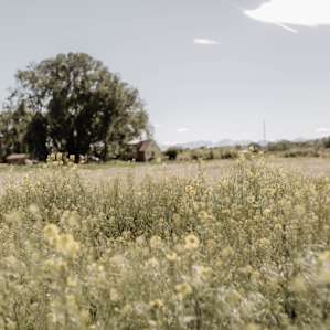 Idyllic Montana Setting