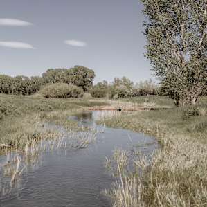 forest water